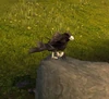 Plainshawk