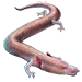Item olm 01