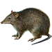 Item bandicoot 01