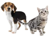 Nintendog and Nintencat