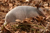 Armadillowikipedia