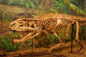 Postoskeleton