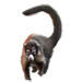 Item whitenosedcoati 01