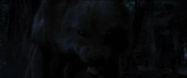 Brady-wolf-0020046578