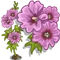 Full Bloom Pink Hollyhock-icon