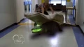 S1e4 alligator