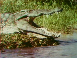 Crocky
