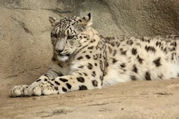 Snow Leopard Lying Down