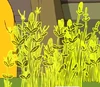 Cornfield