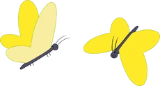 Butterfly Still