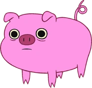 Pig trans