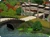 Shang Simla thumbnail