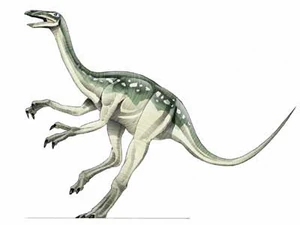 Struthio