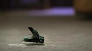 Scarab4