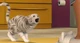TS3 Cat