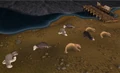 Seals sleeping.png