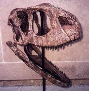 Tk rugops skull