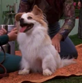 Trois dog.jpg