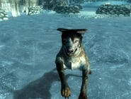 Guard dog OA