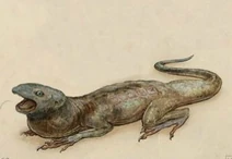 Messagelizard