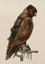 Strafing hawk