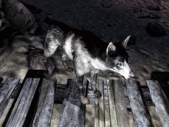 Rex FO3