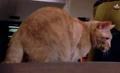 Tashas cat.jpg