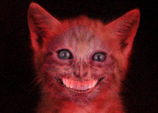 Smilecat