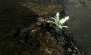 FetidPondDeadBandit