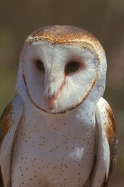 Species-Tyto-alba-2