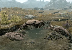 Giant Mudcrab