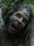 BushTVface
