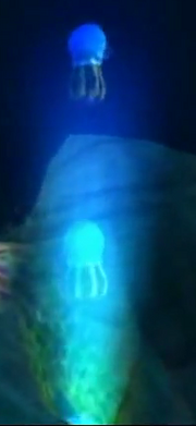 Jelly