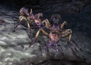 Shalebridge ants