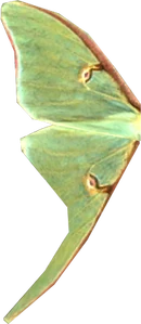 Luna Moth wing