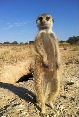 Thundercats Wiki on Image Thundercat On Bbc Jpg Meerkats Wiki