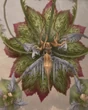Ffxii-rafflesia