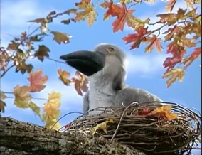 Listentothemockingbird