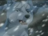 Gin snow