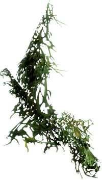 Hanging moss