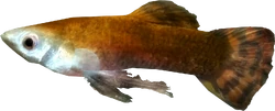 Histcarp
