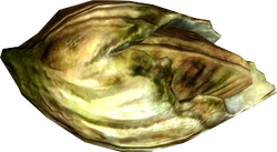 Nordic barnacle