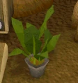 Aspidistra plant.gif