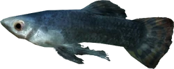 Abecean longfin
