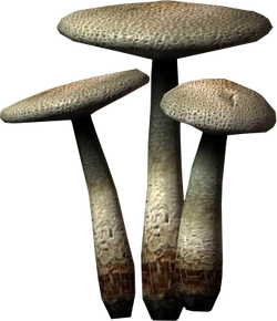 White cap
