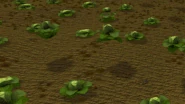 Hoping cabbage