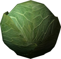 Cabbage