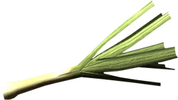Leek