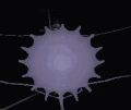 Passing-Through-Web-Portal.gif