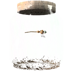 TESV Dragonfly In A Jar Crop